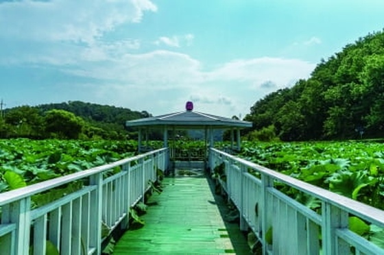 울산 남구 선암호수공원