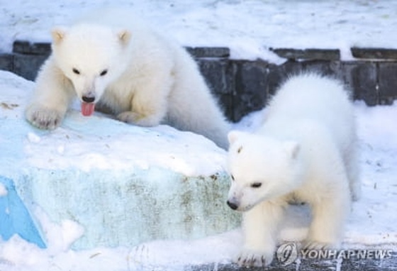 '북극곰은 왜 하얀색일까?' 서울시립과학관 특별전